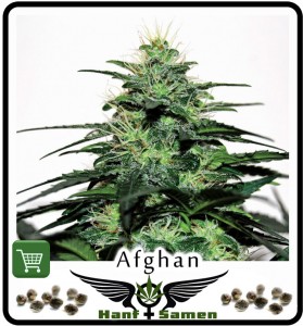 Bestellen: Afghan Samen, 100% Cannabis Indica