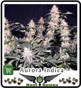 Bestellen: Aurora Indica ist der potentester Indica Hanf