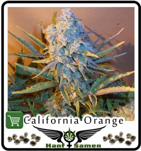 Bestellen: Samen_California_Orange_Bud