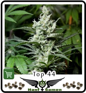 Bestellen: Top 44 ist eine der besten kommerziellen Cannabis Sorten
