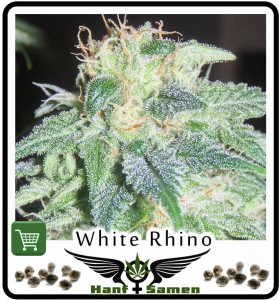 Bestellen: White Rhino Hanf kann wegen seines hohen THC Gehalts sehr gut als Medizin verwendet werden.